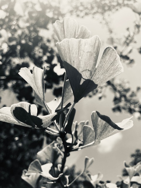 phytotherapie-cranioconnect-heilpflanzen-beratung-zürich