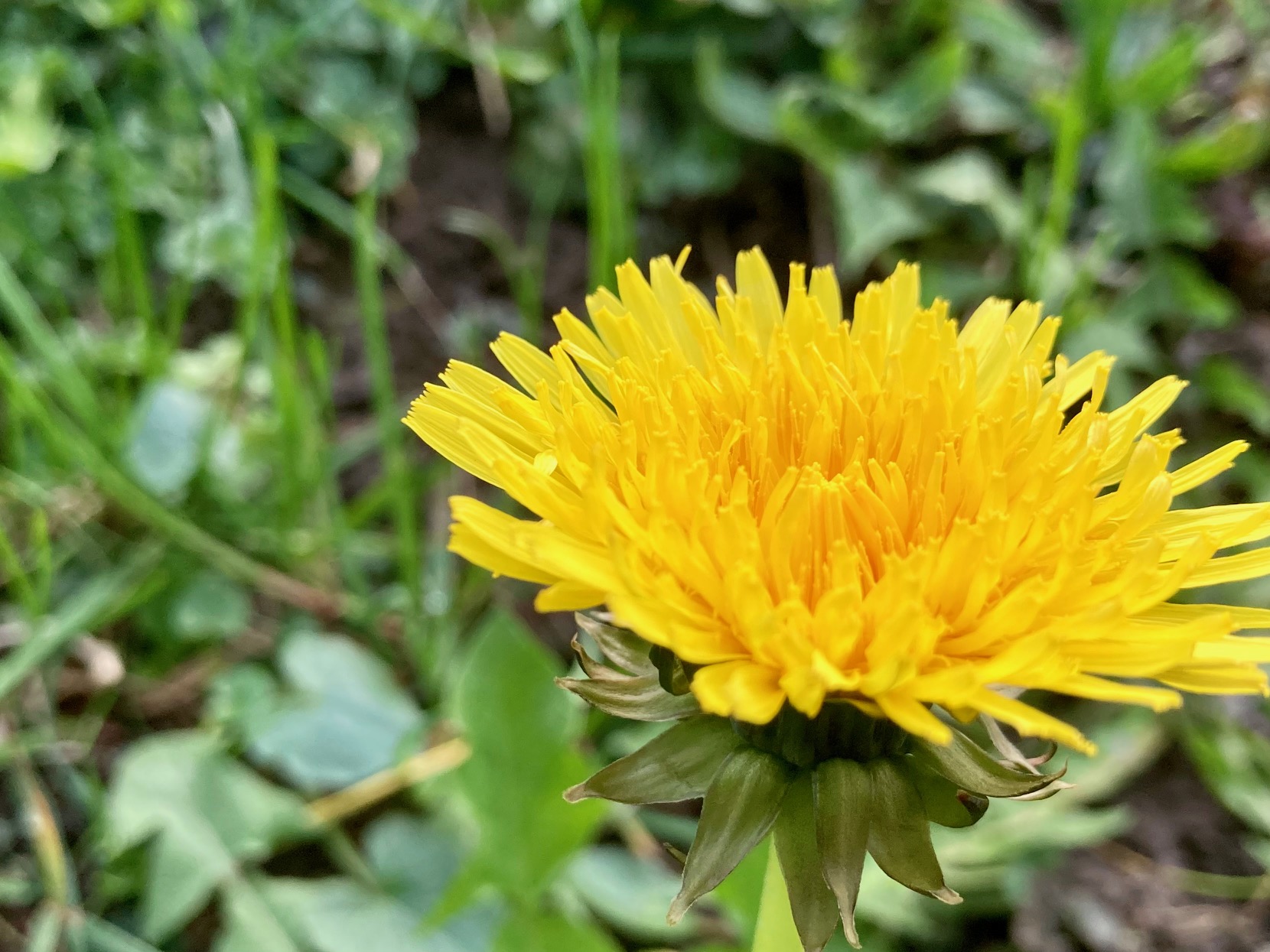 Cranioconnect-detox-massage-zürich Löwenzahn mit gelber Blüte